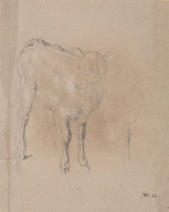 Studie van een Kalf