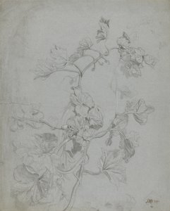 Studie van een Klimplant (Pompoenfamilie)