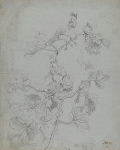 Studie van een Klimplant (Pompoenfamilie)