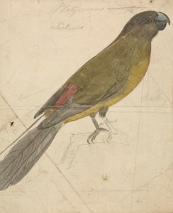 Een papegaai door James de Carle Sowerby