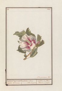 Hibiscus (Hibiscus syriacus)