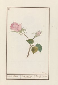 Roos (Rosa)