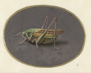 Sprinkhaan door Jan Augustin van der Goes