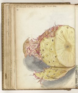 Ananas