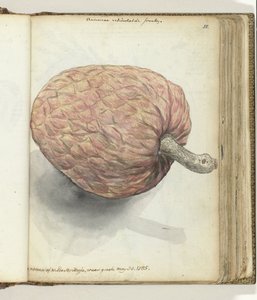 Boanonna of wilde serikaja door Jan Brandes