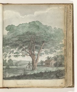 Boom op Ceylon door Jan Brandes