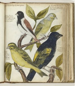 Kaapse vogels