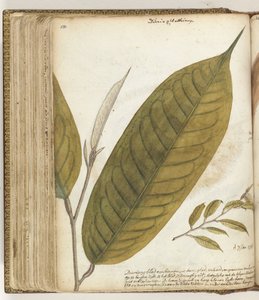 Durianblad