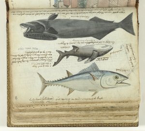 Een tonijn, een haai en een remora
