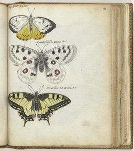 Indische vlinder en Zweedse vlinders door Jan Brandes