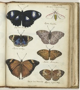 Indische vlinders door Jan Brandes