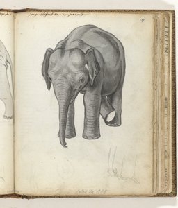 Jonge olifant