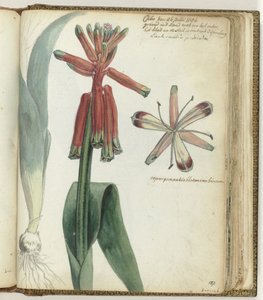 Kaapse bloem door Jan Brandes