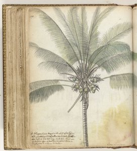 Klapperboom door Jan Brandes