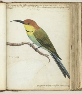 Kleine vogel op tak door Jan Brandes