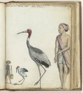 Kraanvogel door Jan Brandes