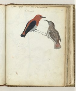 Oostindische vogel