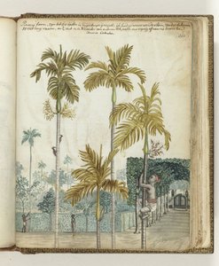 Pinangbomen bij landgoed