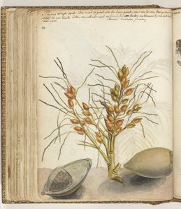 Pinangvruchten