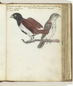 Rijstvogeltjes
