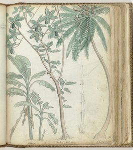 Tropische bomen door Jan Brandes