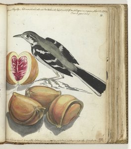 Kwikstaart met fruit door Jan Brandes