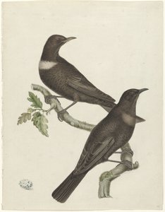 Twee beflijsters (Purdus torquatus) met een ei
