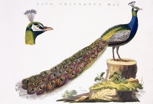 Pauw, ca. 1809-1829 door Jan Christiaen Sepp