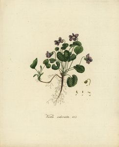 Zoet viooltje of Engels viooltje, Viola odorata door Jan Christiaen Sepp
