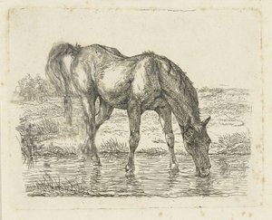 Drinkend paard