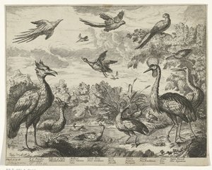 Verschillende vogels in een landschap