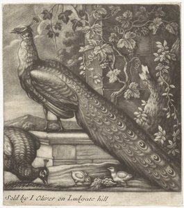 Pauwen door Jan Griffier (I)