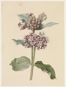 Bloeiende Asclepias species door Jan Jacob Goteling Vinnis
