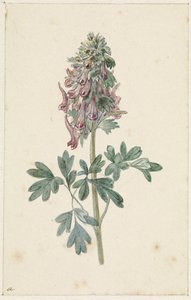 Bloeiende Corydalis bulbosa door Jan Jacob Goteling Vinnis