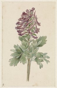 Bloeiende Corydalis bulbosa door Jan Jacob Goteling Vinnis