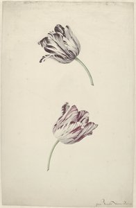 Twee rood-witte tulpen door Jan Jansz. van der Vinne