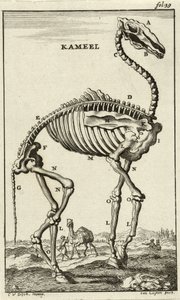 Skelet van een Kameel, ca. 1680s door Jan Luyken