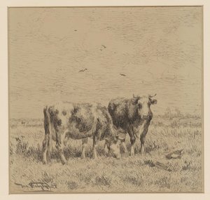 Twee koeien in een weiland