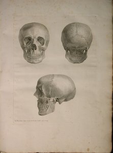 Albinus II, Pl. I, illustratie uit 