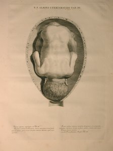 Albinus, Uterus, Pl. III, illustratie uit 