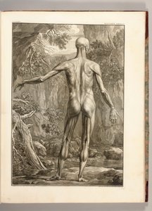 Gravure die de spiergroepen van de rug afbeeldt, 1747
