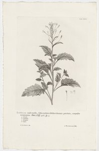 Lobelia cliffortiana (title on object) door Jan Wandelaar