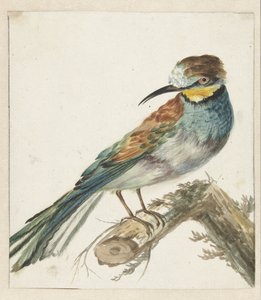 Bijeneter (Merops apiaster) door Jan Baptist Weenix