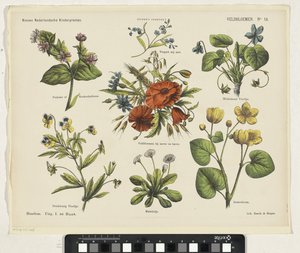 Veldbloemen door Jan de Haan