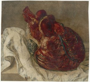 Anatomische studie van een menselijk hart door Jan l