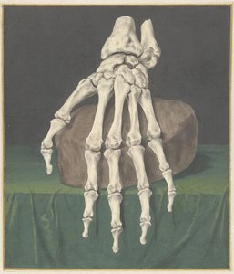 Skelet van een hand door Jan l