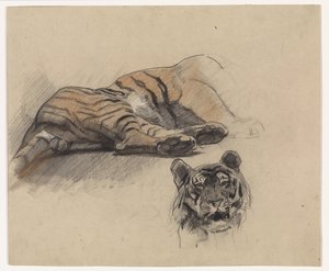 Liggende tijger en kop van een tijger door Jan van Essen
