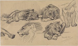 Studieblad met leeuwen door Jan van Essen