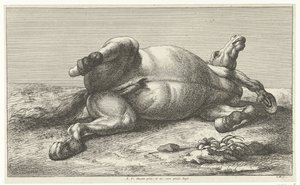 Gesneuveld paard liggend op de linkerzij door Jan van Huchtenburg