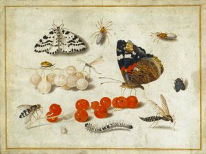 Vlinder, rups, mot, insecten en bessen, ca. 1650-65 door Jan van Kessel the Elder